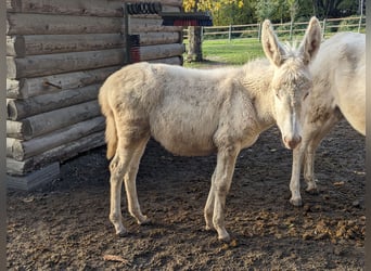 Donkey, Stallion, 1 year, 10.1 hh, Cremello