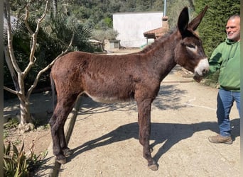 Donkey, Stallion, 1 year, 12,2 hh, Black