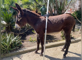 Donkey, Stallion, 1 year, 12,2 hh, Black