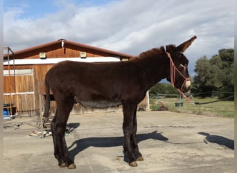 Donkey, Stallion, 1 year, 14,2 hh, Black
