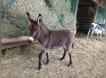 Donkey, Stallion, 1 year, 6.3 hh, Bay-Dark