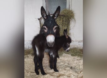 Donkey, Stallion, 1 year, 6.3 hh, Bay-Dark