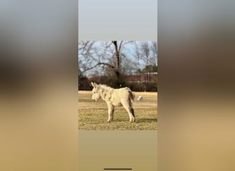 Donkey, Stallion, 1 year, 6 hh, White