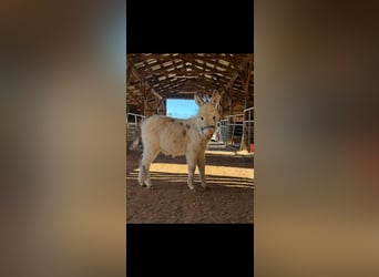 Donkey, Stallion, 1 year, 6 hh, White