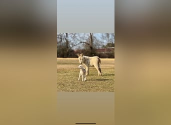 Donkey, Stallion, 1 year, 6 hh, White