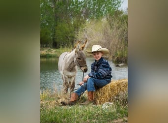 Donkey, Stallion, 1 year, 7.1 hh, Dun