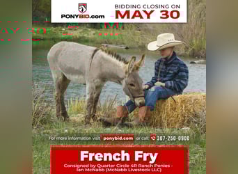 Donkey, Stallion, 1 year, 7.1 hh, Dun