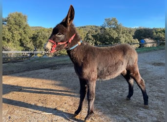 Donkey, Stallion, 1 year, Black