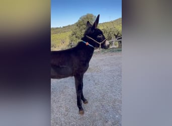 Donkey, Stallion, 1 year, Black