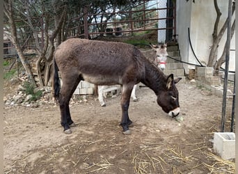 Donkey Mix, Stallion, 2 years, 11,2 hh, Bay-Dark