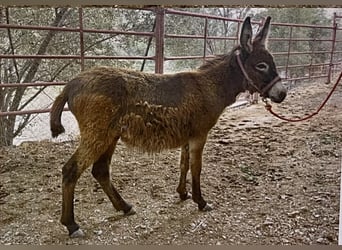 Donkey Mix, Stallion, 2 years, 11,2 hh, Bay-Dark