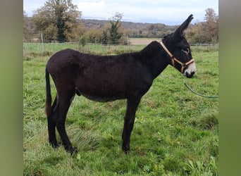 Donkey, Stallion, 2 years, 13,1 hh, Black