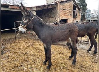 Esel, Hengst, 2 Jahre, 14,1 hh, Rappe