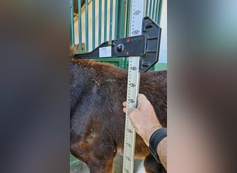 Donkey, Stallion, 2 years, 14 hh, Black