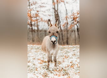 Donkey, Stallion, 2 years, 6.1 hh, Gray