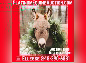 Donkey, Stallion, 2 years, 6,1 hh, Gray