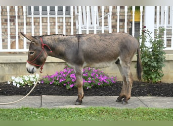 Donkey, Stallion, 2 years, 8,2 hh, Gray