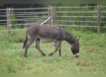 Donkey, Stallion, 2 years, 8,2 hh, Gray