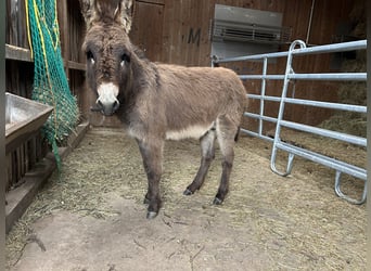 Donkey, Stallion, 2 years