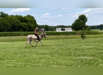 Esel, Hengst, 3 Jahre, 10 hh, Schimmel