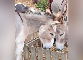 Donkey, Stallion, 3 years, 10 hh, Pinto