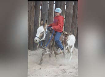 Donkey, Stallion, 3 years, 10 hh, Pinto