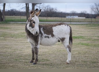 Donkey, Stallion, 3 years, 10 hh, Pinto
