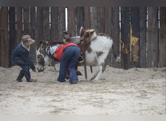 Donkey, Stallion, 3 years, 10 hh, Pinto