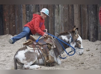 Donkey, Stallion, 3 years, 10 hh, Pinto
