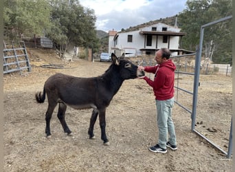 Donkey Mix, Stallion, 3 years, 11,2 hh, Bay-Dark