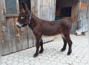 Donkey, Stallion, 3 years, 14,1 hh, Smoky-Black