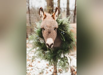 Donkey, Stallion, 3 years, 6.1 hh, Grey