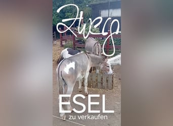 Donkey, Stallion, 3 years, Pinto
