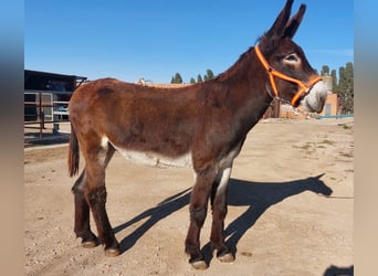 Donkey, Stallion, 4 years, 14.3 hh, Black