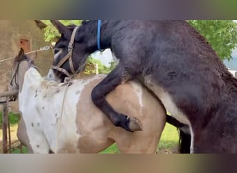 Donkey, Stallion, 4 years, 14,3 hh, Black