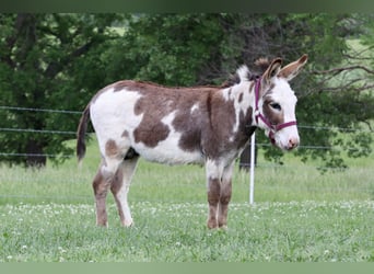 Donkey, Stallion, 4 years, 8.1 hh, Pinto