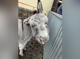 Donkey, Stallion, 4 years, 9,2 hh