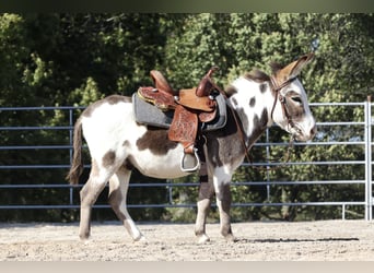 Donkey, Stallion, 5 years, 8.1 hh, Pinto