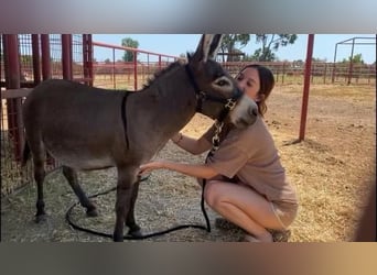 Donkey, Stallion, 5 years, 8 hh, Gray