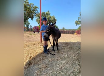 Donkey, Stallion, 5 years, 8 hh, Gray