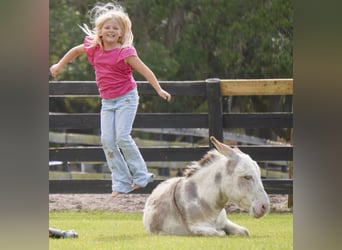 Donkey, Stallion, 5 years, 9.2 hh, Pinto