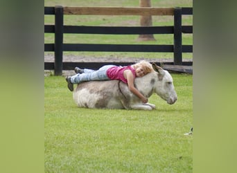 Donkey, Stallion, 5 years, 9.2 hh, Pinto
