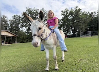 Donkey, Stallion, 5 years, 9,2 hh, Pinto