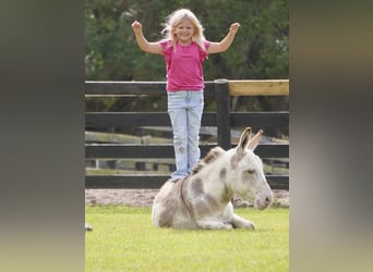 Donkey, Stallion, 5 years, 9,2 hh, Pinto