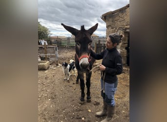 Donkey, Stallion, 6 years, 14.2 hh, Black