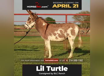Donkey, Stallion, 7 years, 12 hh