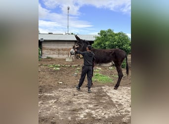 Donkey, Stallion, 7 years, 14.3 hh, Black