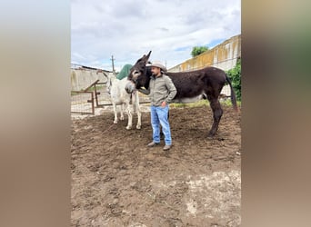 Donkey, Stallion, 7 years, 14.3 hh, Black