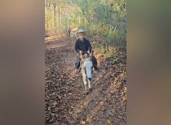 Donkey, Stallion, 7 years, 8 hh, Grey