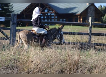 Donkey, Stallion, 7 years, 8 hh